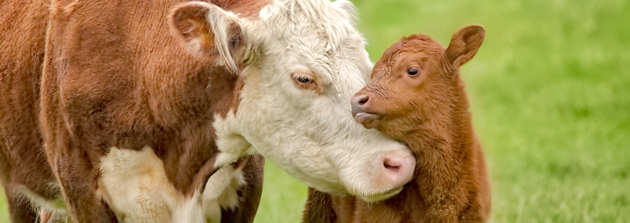 Se vores sortiment til kalve