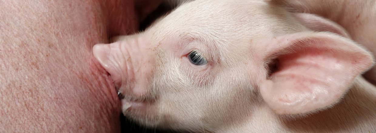 Se vores sortiment til pattegrise