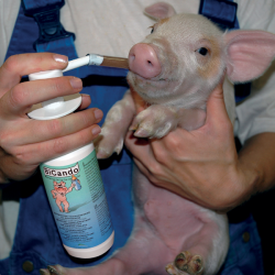 BiCando Gel 6 fl.  250 ml<br>(GRATIS FRAGT)