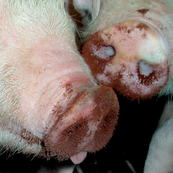 FerkoFer<br>(GRATIS FRAGT)