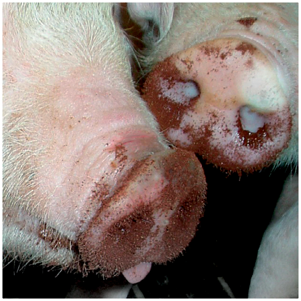 FerkoFer<br>(GRATIS FRAGT)