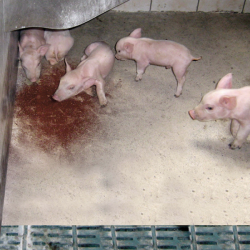 FerkoFer<br>(GRATIS FRAGT)