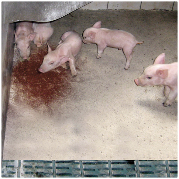 FerkoFer<br>(GRATIS FRAGT)