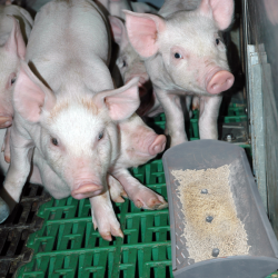 TandeMate<br>(GRATIS FRAGT)