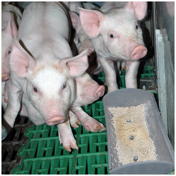 TandeMate<br>(GRATIS FRAGT)