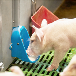 ColoDan Feed Pattegrise